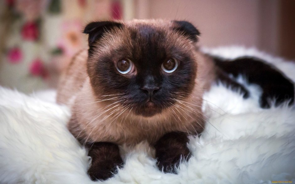 Сиамская вислоухая кошка