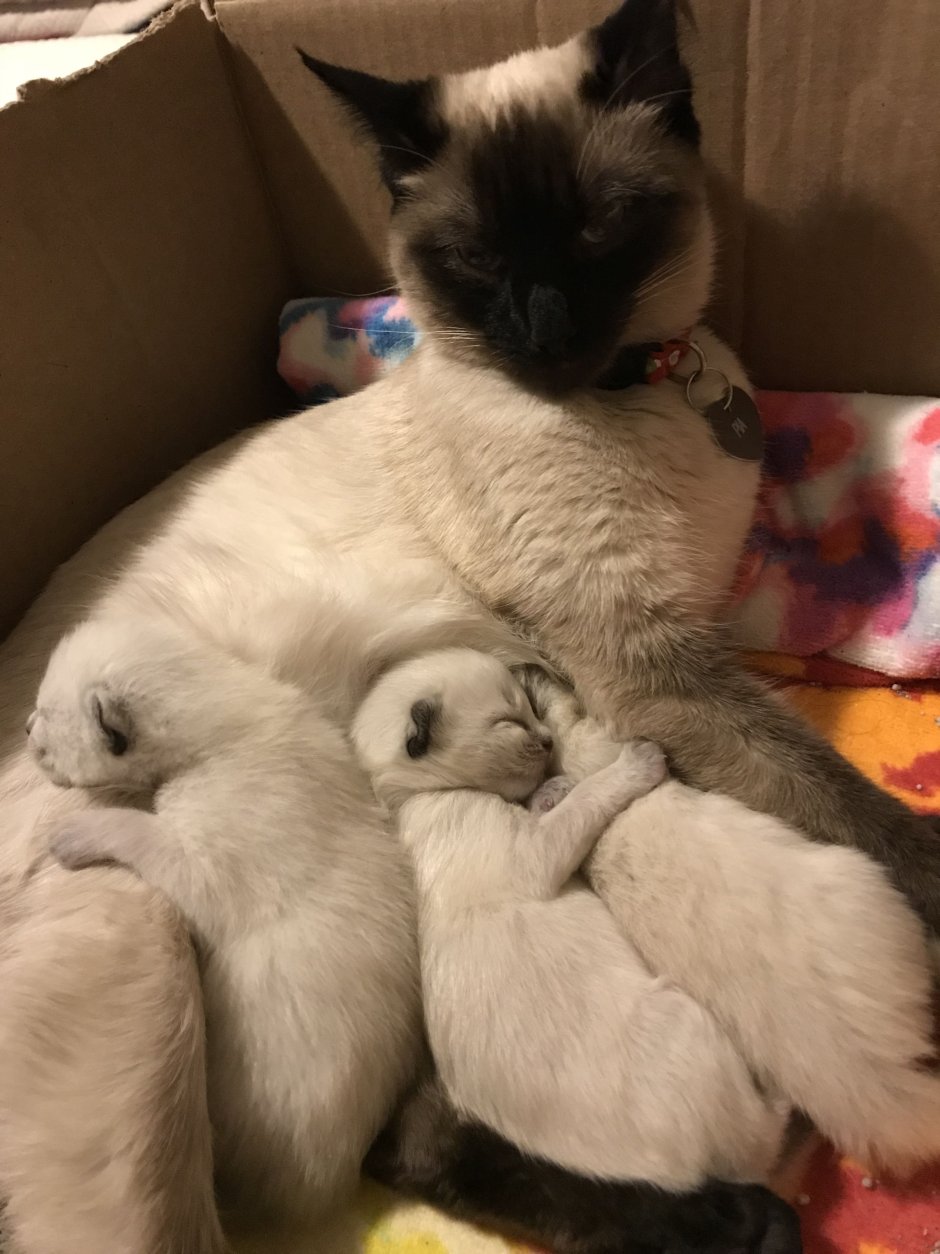 Сиамские котята с мамой