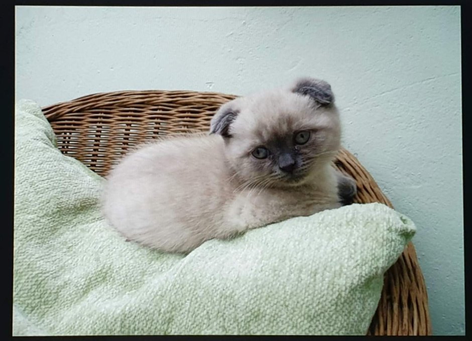 Сиамские вислоухие котята