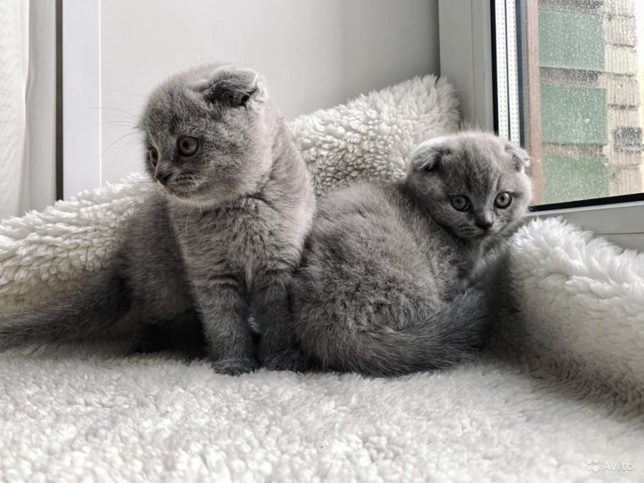 Сиамский скоттиш фолд
