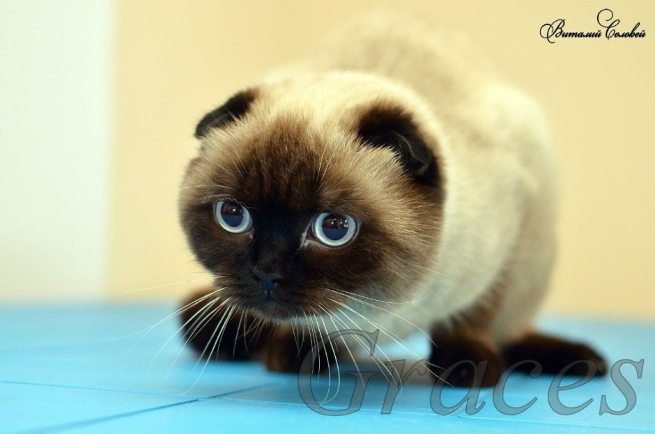 Сиамская вислоухая кошка