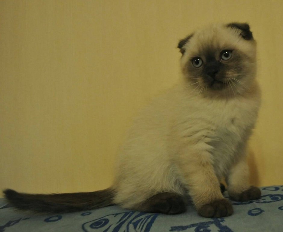 Сиамская вислоухая кошка