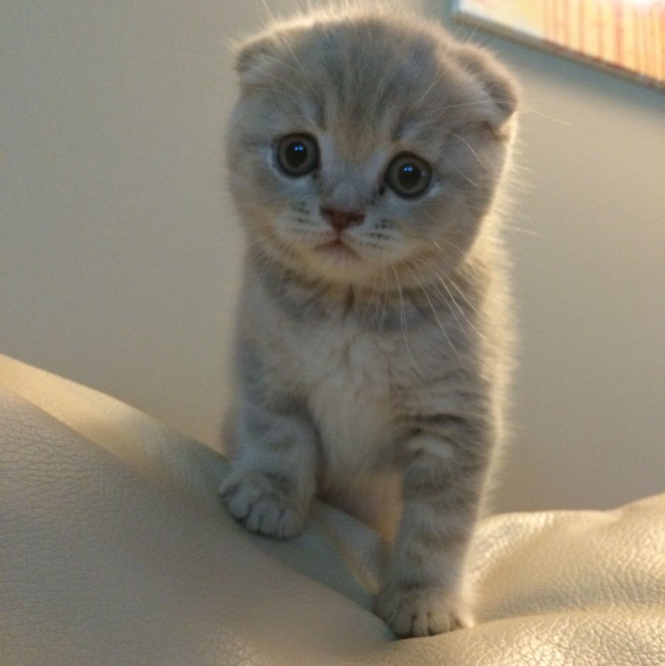Саамская вислоухая кошка