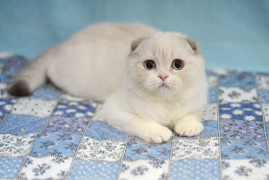 Скоттиш фолд белый