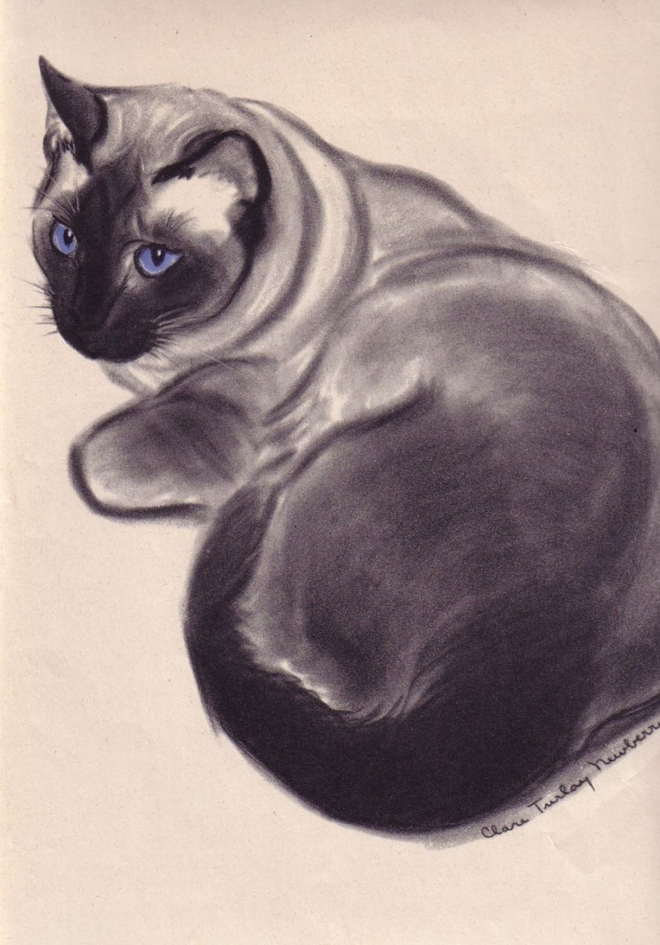 Сиамская кошка рисунок