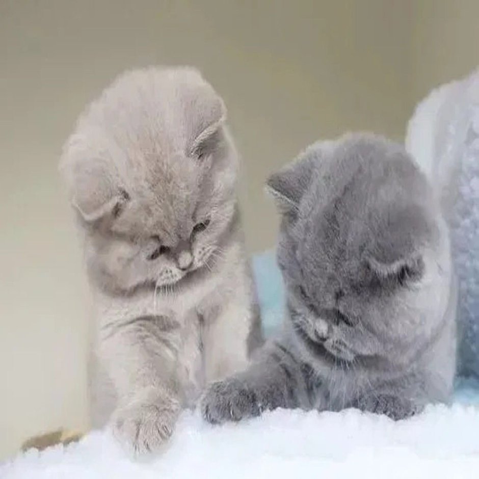 Британская вислоухая кошка
