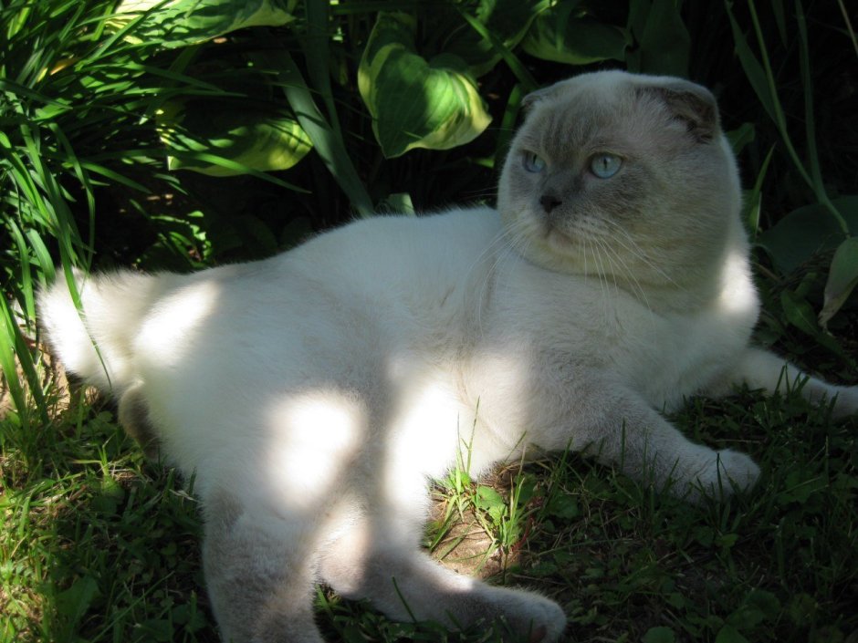 Кот Блю поинт вислоухий