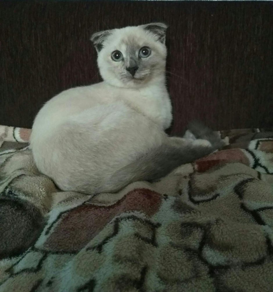 Тайская вислоухая кошка