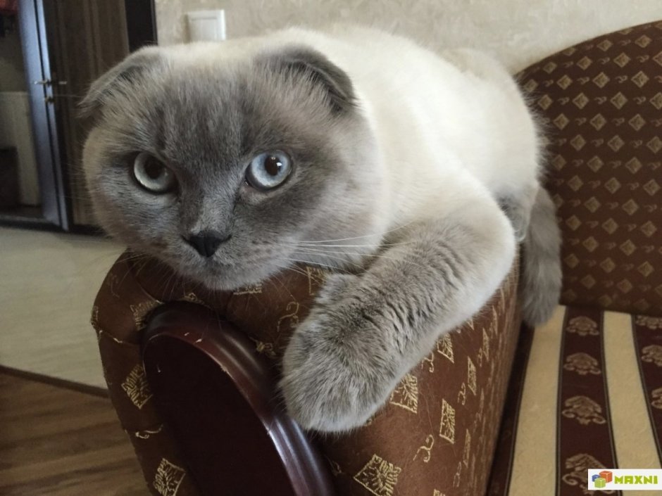 Кот Блю поинт вислоухий