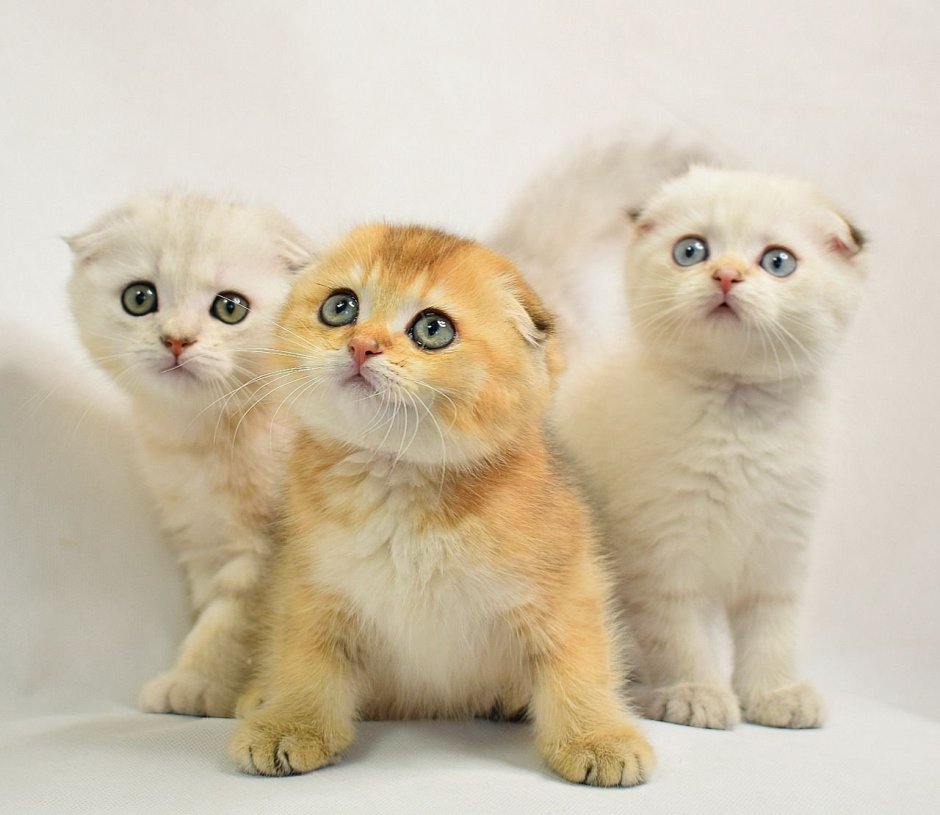 Милые Шотландские вислоухие кошки