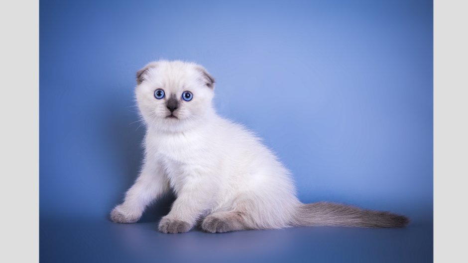 Шотландская вислоухая кошка белая с голубыми