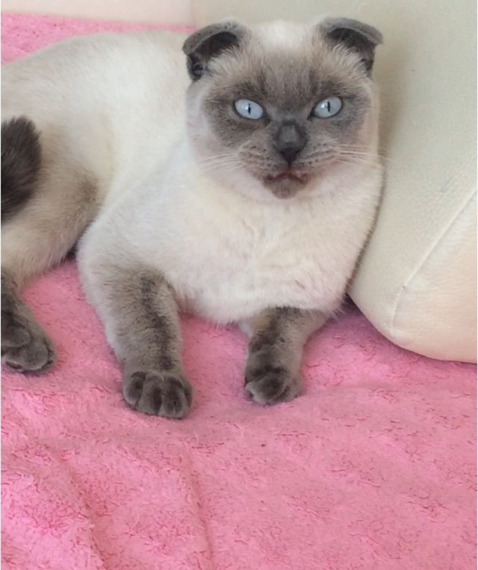 Сиамская вислоухая кошка