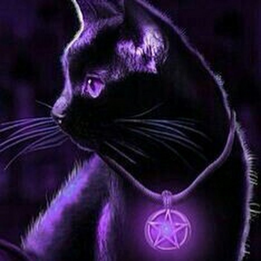 Серо фиолетовые коты