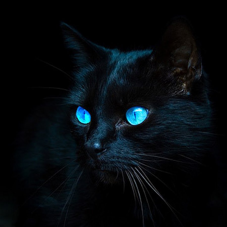 Чёрная кошка с голубыми глазами