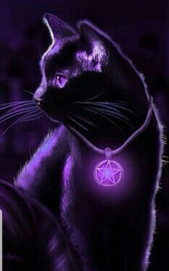 Магические коты