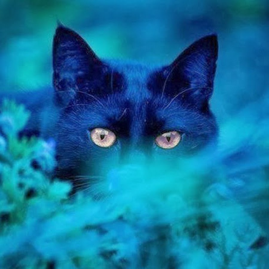 Черные коты