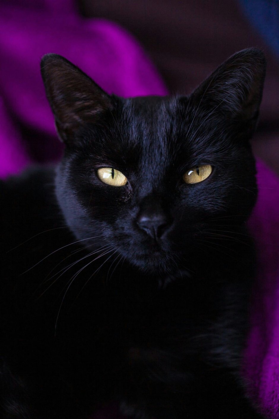 Черные коты