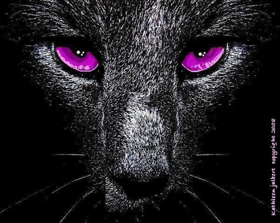 Чёрный кот с фиолетовыми глазами