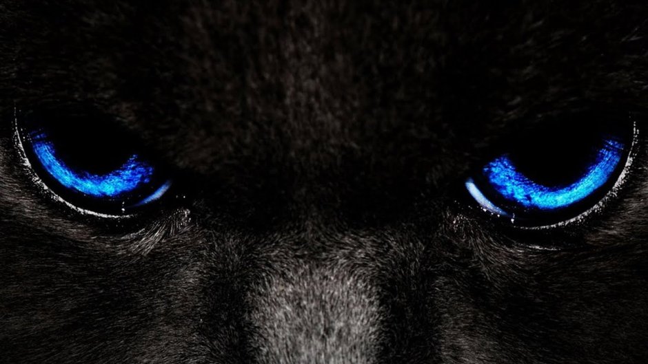 Картинки черная кошка с голубыми глазами