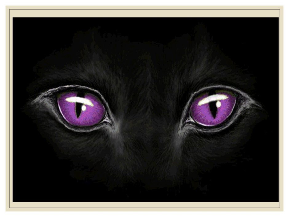 Чёрный кот с фиолетовыми глазами