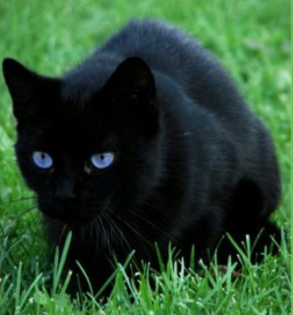 Чёрный кот с синими глазами