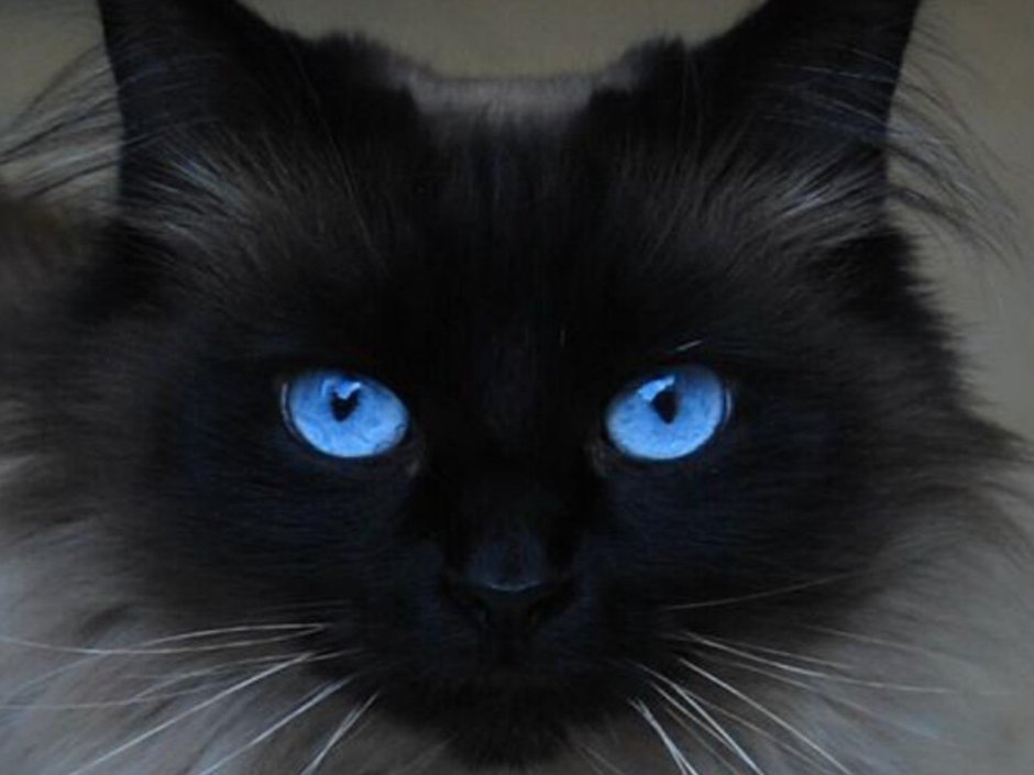 Охос азулес кошка черная