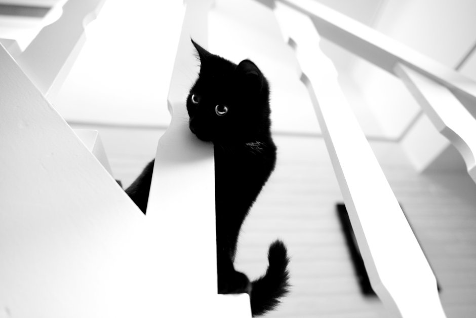 Чёрный кот