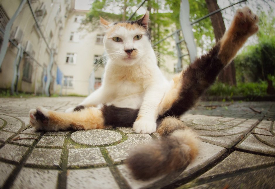 Кот с вытянутыми лапами