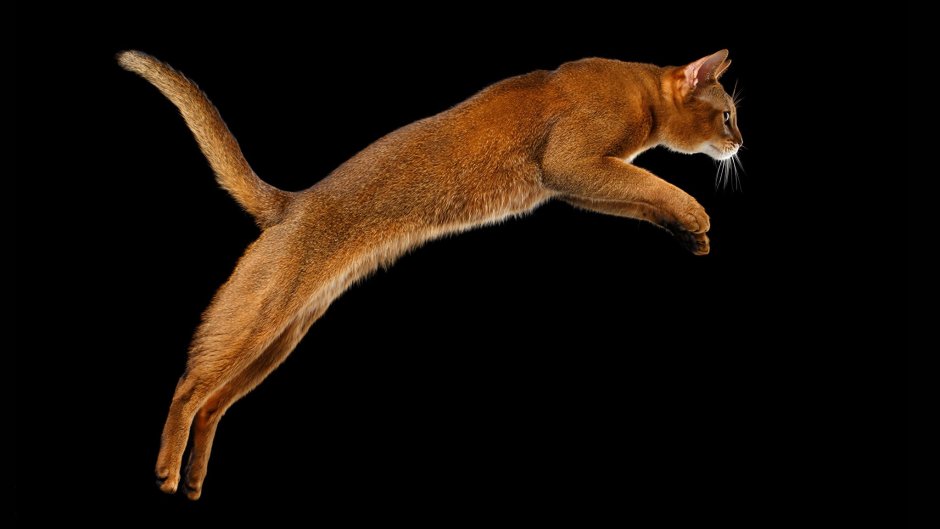 Кот с длинными ногами