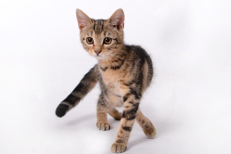 Европейская короткошерстная кошка котята