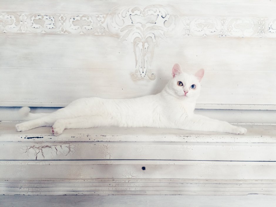Котики Эстетика