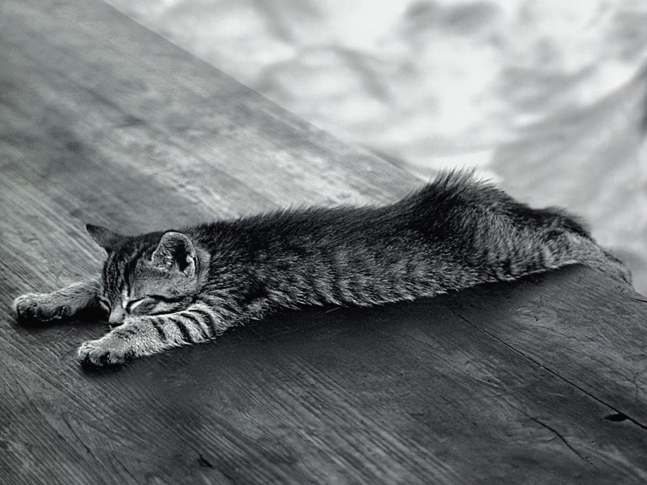 Котик устал