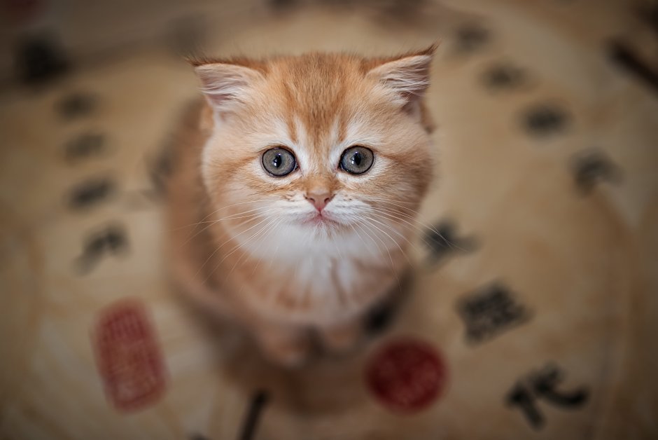 Милый котик Симбочка