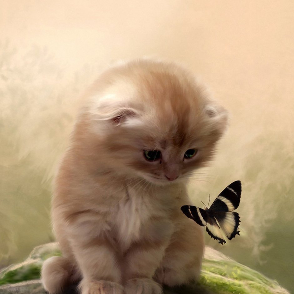 Милые коты