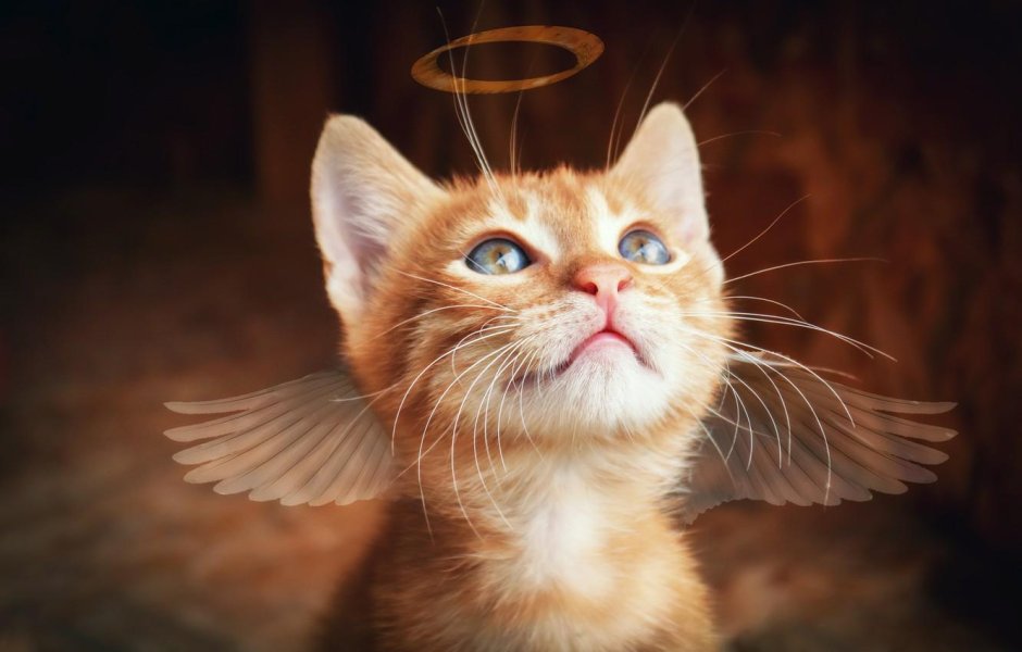 Котик с нимбом