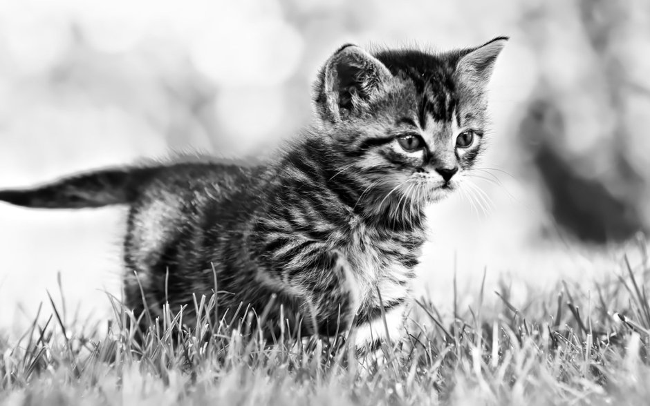 Котята чёрно белые