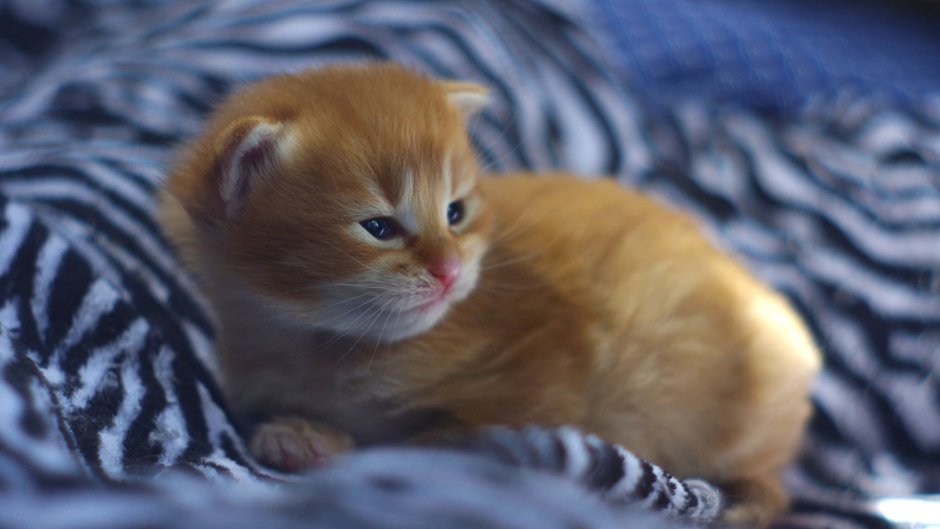 Рыжий котёнок
