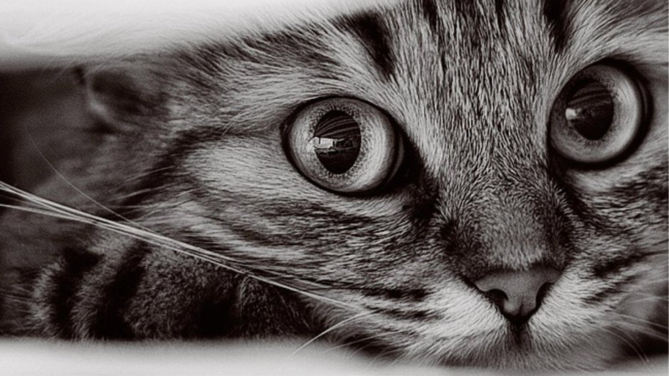 Обои с котятами