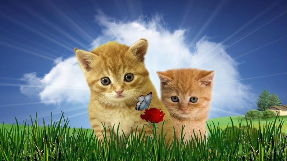 Рыжий котёнок
