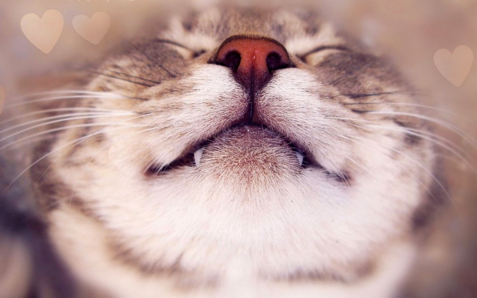 Кот на аву