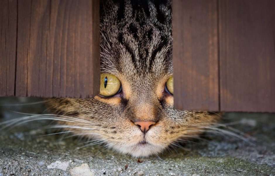 Смешной кот