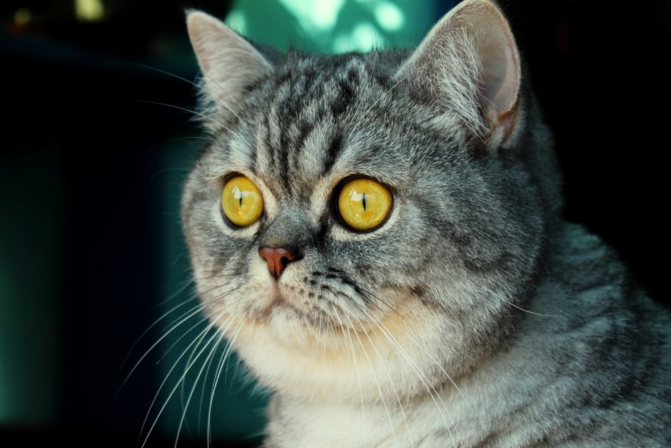 Рыжий кот