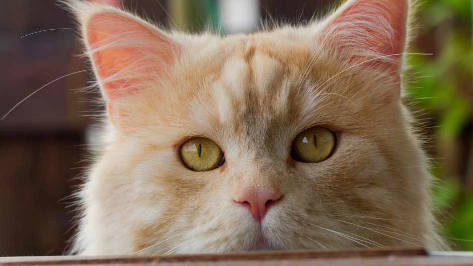Морда кота