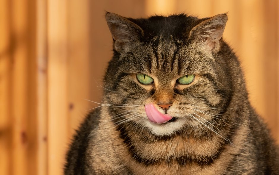 Котик на белом фоне