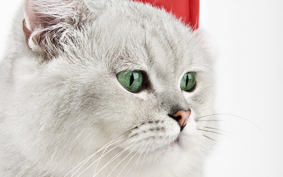 Кот британец вислоухий серый