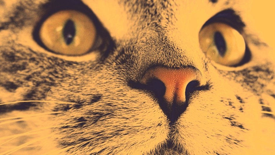 Мордочка котенка