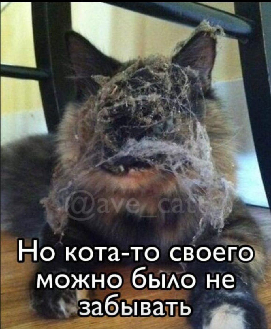 Кот в паутине