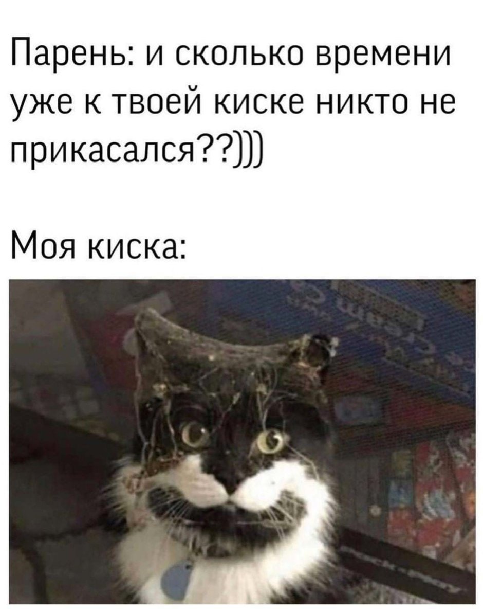 Кот в паутине Мем