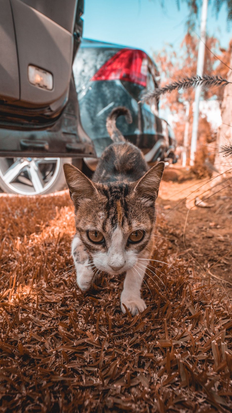 Кот в паутине