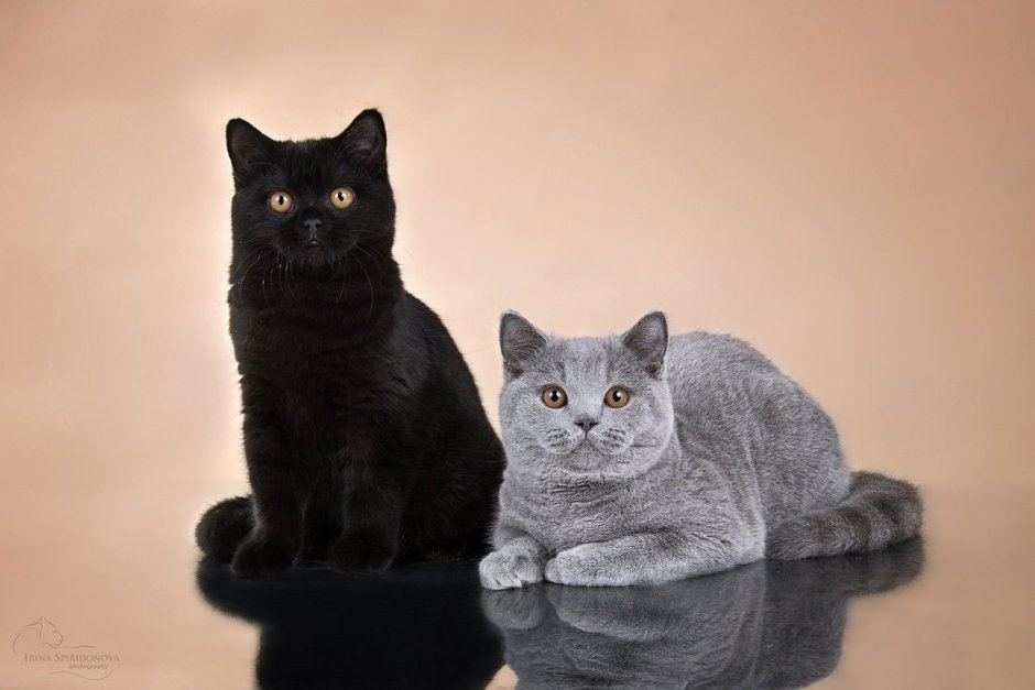 Шотландский скоттиш страйт черный